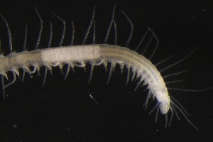  ( - ZMBN_161058)  @11 [ ] Creative Commons BY NC SA (2024) University of Bergen Natural History Collections