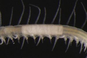  ( - ZMBN_161058)  @11 [ ] Creative Commons BY NC SA (2024) University of Bergen Natural History Collections