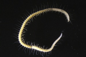  ( - ZMBN_161058)  @11 [ ] Creative Commons BY NC SA (2024) University of Bergen Natural History Collections
