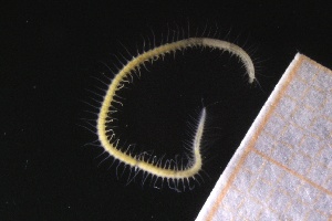  ( - ZMBN_161058)  @11 [ ] Creative Commons BY NC SA (2024) University of Bergen Natural History Collections