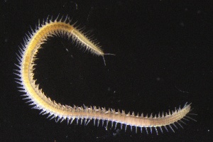  ( - ZMBN_161067)  @11 [ ] Creative Commons BY NC SA (2024) University of Bergen Natural History Collections