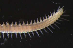  ( - ZMBN_161067)  @11 [ ] Creative Commons BY NC SA (2024) University of Bergen Natural History Collections