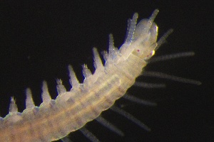  ( - ZMBN_161067)  @11 [ ] Creative Commons BY NC SA (2024) University of Bergen Natural History Collections