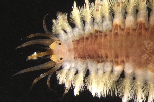  ( - ZMBN_161069)  @11 [ ] Creative Commons BY NC SA (2024) University of Bergen Natural History Collections