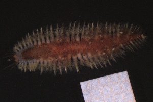  ( - ZMBN_161069)  @11 [ ] Creative Commons BY NC SA (2024) University of Bergen Natural History Collections