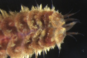  ( - ZMBN_161089)  @11 [ ] Creative Commons BY NC SA (2024) University of Bergen Natural History Collections