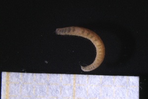  ( - ZMBN_161091)  @11 [ ] Creative Commons BY NC SA (2024) University of Bergen Natural History Collections