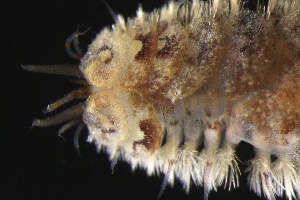  ( - ZMBN_161093)  @11 [ ] Creative Commons BY NC SA (2024) University of Bergen Natural History Collections