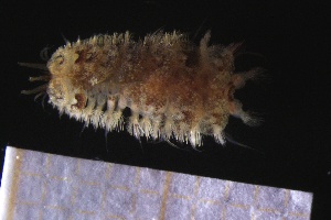  ( - ZMBN_161093)  @11 [ ] Creative Commons BY NC SA (2024) University of Bergen Natural History Collections