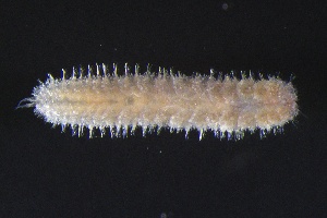  ( - ZMBN_161094)  @11 [ ] Creative Commons BY NC SA (2024) University of Bergen Natural History Collections