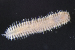  ( - ZMBN_161094)  @11 [ ] Creative Commons BY NC SA (2024) University of Bergen Natural History Collections