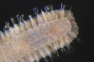  ( - ZMBN_161094)  @11 [ ] Creative Commons BY NC SA (2024) University of Bergen Natural History Collections