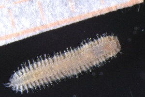  ( - ZMBN_161094)  @11 [ ] Creative Commons BY NC SA (2024) University of Bergen Natural History Collections