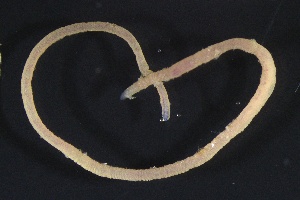  (Tubificoides - ZMBN_161154)  @11 [ ] Creative Commons BY NC SA (2024) University of Bergen Natural History Collections