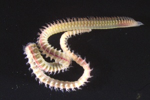  ( - ZMBN_161187)  @11 [ ] Creative Commons BY NC SA (2024) University of Bergen Natural History Collections