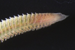  ( - ZMBN_161187)  @11 [ ] Creative Commons BY NC SA (2024) University of Bergen Natural History Collections