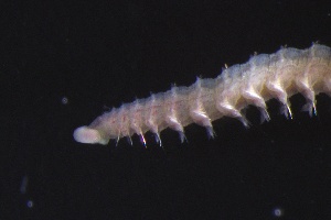  ( - ZMBN_161187)  @11 [ ] Creative Commons BY NC SA (2024) University of Bergen Natural History Collections