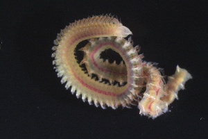  ( - ZMBN_161191)  @11 [ ] Creative Commons BY NC SA (2024) University of Bergen Natural History Collections