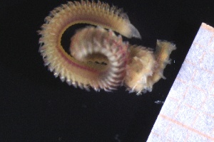  ( - ZMBN_161191)  @11 [ ] Creative Commons BY NC SA (2024) University of Bergen Natural History Collections