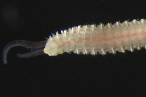  ( - ZMBN_161261)  @11 [ ] Creative Commons BY NC SA (2024) University of Bergen Natural History Collections