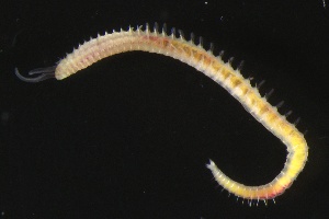 ( - ZMBN_161261)  @11 [ ] Creative Commons BY NC SA (2024) University of Bergen Natural History Collections