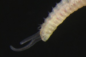  ( - ZMBN_161261)  @11 [ ] Creative Commons BY NC SA (2024) University of Bergen Natural History Collections
