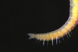  ( - ZMBN_161261)  @11 [ ] Creative Commons BY NC SA (2024) University of Bergen Natural History Collections