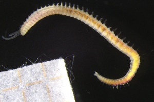  ( - ZMBN_161261)  @11 [ ] Creative Commons BY NC SA (2024) University of Bergen Natural History Collections