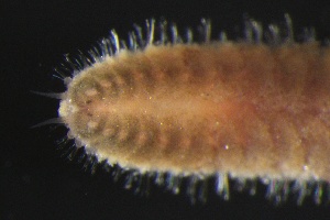  ( - ZMBN_161262)  @11 [ ] Creative Commons BY NC SA (2024) University of Bergen Natural History Collections