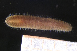  ( - ZMBN_161262)  @11 [ ] Creative Commons BY NC SA (2024) University of Bergen Natural History Collections