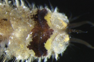  ( - ZMBN_161298)  @11 [ ] Creative Commons BY NC SA (2024) University of Bergen Natural History Collections