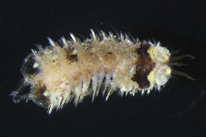  ( - ZMBN_161298)  @11 [ ] Creative Commons BY NC SA (2024) University of Bergen Natural History Collections