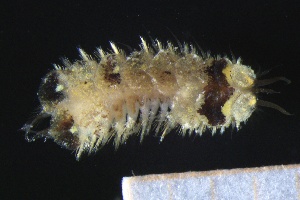  ( - ZMBN_161298)  @11 [ ] Creative Commons BY NC SA (2024) University of Bergen Natural History Collections