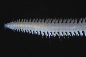  ( - ZMBN_161304)  @11 [ ] Creative Commons BY NC SA (2024) University of Bergen Natural History Collections