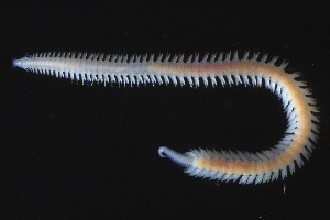  ( - ZMBN_161304)  @11 [ ] Creative Commons BY NC SA (2024) University of Bergen Natural History Collections