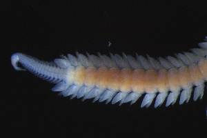 ( - ZMBN_161304)  @11 [ ] Creative Commons BY NC SA (2024) University of Bergen Natural History Collections