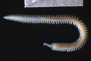  ( - ZMBN_161304)  @11 [ ] Creative Commons BY NC SA (2024) University of Bergen Natural History Collections