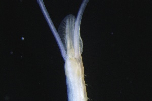  ( - ZMBN_161313)  @11 [ ] Creative Commons BY NC SA (2024) University of Bergen Natural History Collections