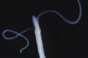 ( - ZMBN_161326)  @11 [ ] Creative Commons BY NC SA (2024) University of Bergen Natural History Collections