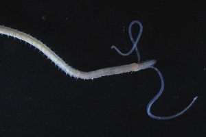  ( - ZMBN_161326)  @11 [ ] Creative Commons BY NC SA (2024) University of Bergen Natural History Collections