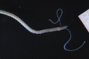  ( - ZMBN_161326)  @11 [ ] Creative Commons BY NC SA (2024) University of Bergen Natural History Collections