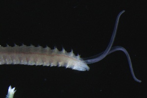  ( - ZMBN_161327)  @11 [ ] Creative Commons BY NC SA (2024) University of Bergen Natural History Collections