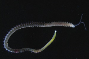  ( - ZMBN_161327)  @11 [ ] Creative Commons BY NC SA (2024) University of Bergen Natural History Collections