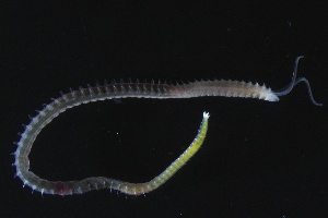  ( - ZMBN_161327)  @11 [ ] Creative Commons BY NC SA (2024) University of Bergen Natural History Collections