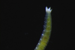  ( - ZMBN_161327)  @11 [ ] Creative Commons BY NC SA (2024) University of Bergen Natural History Collections