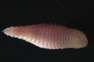  (Travisiidae - ZMBN_161334)  @11 [ ] Creative Commons BY NC SA (2024) University of Bergen Natural History Collections