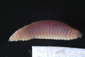  ( - ZMBN_161334)  @11 [ ] Creative Commons BY NC SA (2024) University of Bergen Natural History Collections