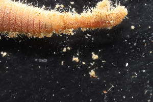  ( - ZMBN_161135)  @11 [ ] Creative Commons BY NC SA (2024) University of Bergen Natural History Collections