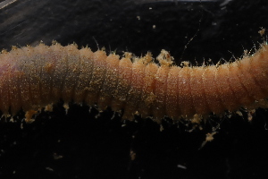  ( - ZMBN_161135)  @11 [ ] Creative Commons BY NC SA (2024) University of Bergen Natural History Collections