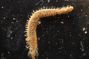  ( - ZMBN_161135)  @11 [ ] Creative Commons BY NC SA (2024) University of Bergen Natural History Collections